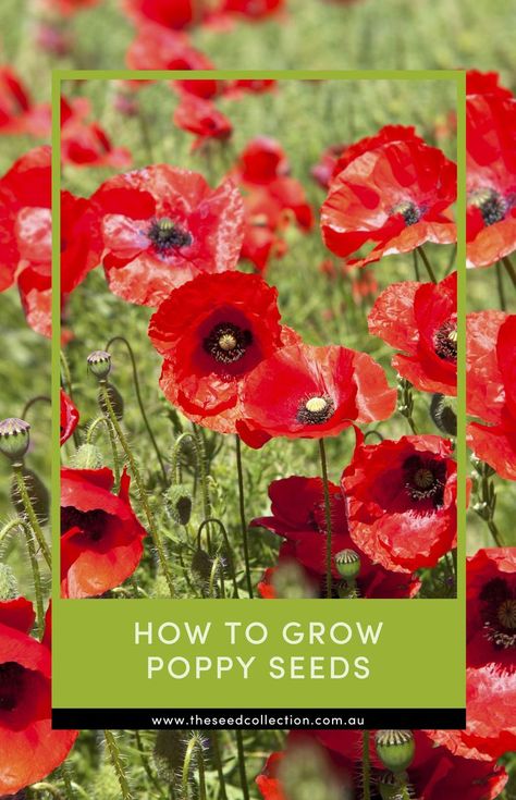 a garden full of poppy flowers Growing Poppies, Seed Collection, Poppy Seeds, Flowers Perennials, Garden Gates, How To Grow, Potted Plants, Perennials, Flower Garden