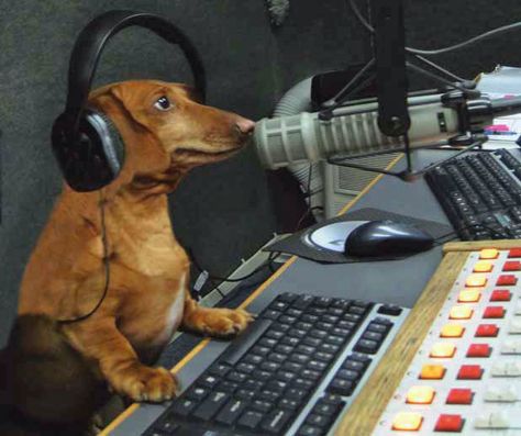 We couldn't be happier to report that the first and only full-time canine radio host in America is a Dachshund:  Meet 'Hobbes!'  This han... Doxie Dogs, Weenie Dogs, Silly Dogs, Dachshund Puppies, Dachshund Love, Silly Animals, Weiner Dog, Wiener Dog, Funny Animal Memes