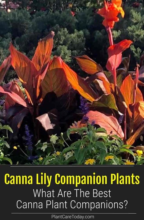 Canna Lily Flower Bed Ideas, Canna Lily Garden Ideas, Canna Lilies Landscaping, Potted Canna Lily, Canna Lily Pot Ideas, Planters With Canna Lilies, Canna Companion Plant, Canna Pot Ideas, Planters With Cannas