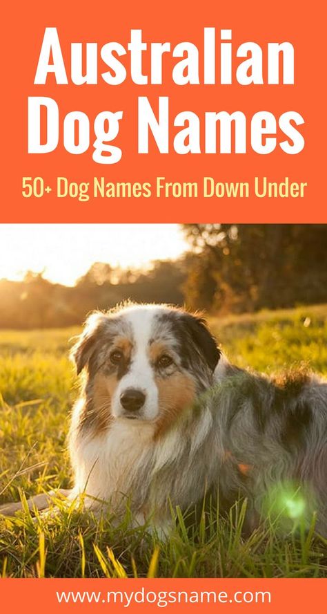 Discover these amazing Australian dog names! They're perfect for anyone who has been or is dreaming of going to the land down under. Or if you have an Australian dog breed! Australian Dog Names, Australian Dog Breeds, Australian Names, Australian Shepherd Names, Australian Shepherd Red Tri, Dog Names Unique, Boy Dog Names, Adopting A Dog, Australian Dog