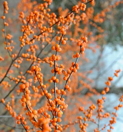 Ilex Berry Orange, Fall/Winter-Orange flowers Ilex Verticillata, Ilex Berries, December Flowers, November Flowers, Holly Would, Winterberry Holly, Winter Shrubs, Winter Orange, Winter Branches