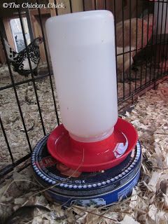 Chicken Water Heater, Heated Chicken Waterer, Winter Backyard, Chickens In The Winter, Chicken Waterer, Chicken Feeders, Chicken Bird, Coops Diy, Raising Backyard Chickens