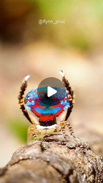 EarthPix 🌎 Travel on Instagram: "@flynn_prall - dancing 💃 Peacock Spiders 🕷️ 📍 Australia 🇦🇺" Peacock Spider, Spider Dance, Dancing Peacock, May 21, Spiders, Nature Beauty, Bugs, Dancing, Australia