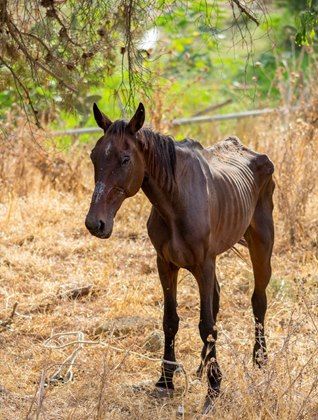 Horse Story, Horse Anatomy, Horse Rescue, The Harvest, Horse Training, Horse Care, Rescue Dogs, Sea World, Horse Girl