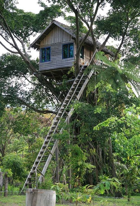 Treehouse Aesthetic Inside, Treehouse Aesthetic, Luxury Tree Houses, Beautiful Tree Houses, Boat House Interior, Tree House Plans, Woodland House, Cool Tree Houses, Tree House Designs