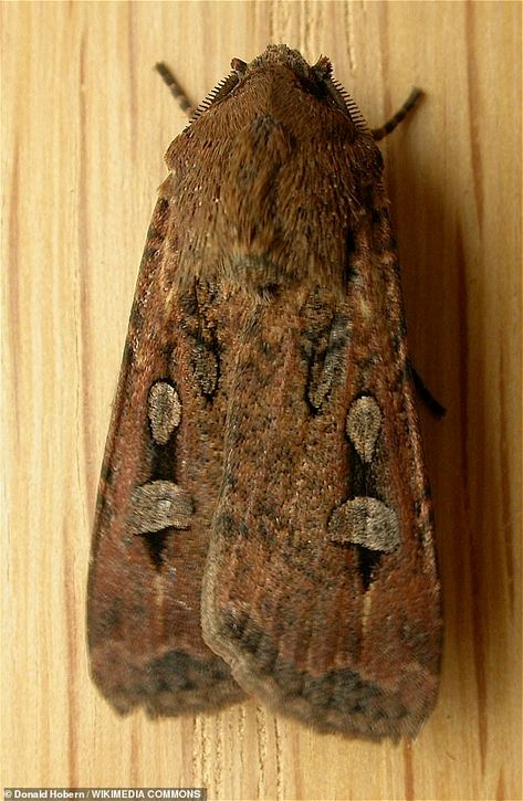 Mother is shocked after finding a HUGE moth bigger than her hand while cleaning | Daily Mail Online Bogong Moth, Huge Moth, Moth Embroidery, Night Flying, Baby Possum, Moth Species, Mountain Ranges, Flying Insects, Turn Off