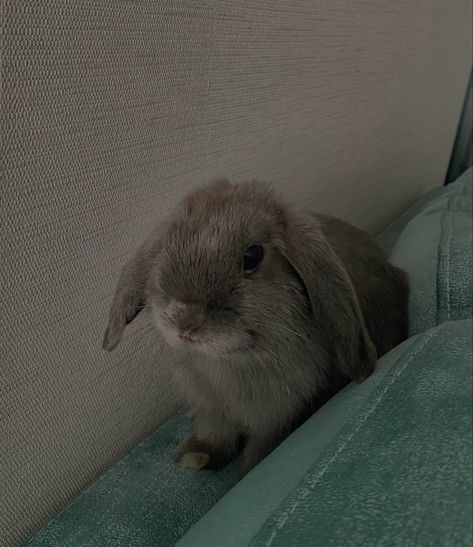 Gray Bunny Aesthetic, Grey Animal Aesthetic, Grey Rabbit Aesthetic, Dark Rabbit Aesthetic, Grey Bunny Aesthetic, Rabbit Aesthetic Dark, Pets Aesthetic, Gray Rabbit, Gray Bunny