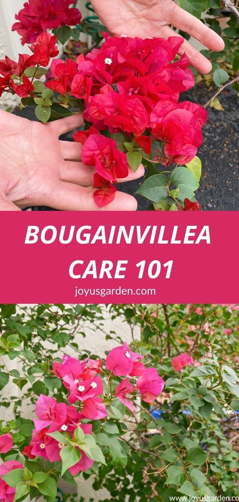 Boganveliya Plant, Growing Bouganvilla In Pots, Bougainvillea Hanging Basket, Bougainvillea How To Grow, Bouganvilla Care How To Grow, Bougainvillea Shrub, Bouganvilla Landscaping, Bougainvillea Varieties, Bougainvillea Planting Ideas