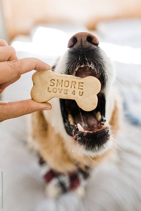 (via Dog Eating Themed Cookie | Stocksy United) - i love every season Dog Logo Design, Cat Snacks, 3 Dogs, Dog Business, Dog Photoshoot, Dog Branding, Dog Cookies, Dog Projects, Dog Funny