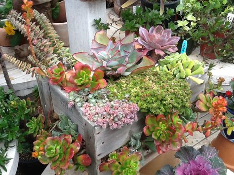 From Gardens By The Sea succulent nursery in Encinitas, CA. These wooden boxes are often n sale at Michael's for us city slickers Cactus Arrangement, Succulent Bowls, Dish Garden, Succulent Gardening, Succulents In Containers, Garden Containers, Hardy Plants, Succulent Arrangements, Succulents Garden