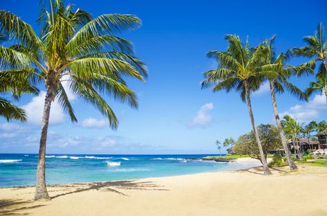 The 5 Best Beaches in Hawaiʻi in 2021 - Hawaii Magazine Palm Tree Background, Hawaii Magazine, Poipu Beach, Tree Wall Murals, Best Snorkeling, Beach Pink, Tropical Beaches, Kauai Hawaii, Hawaii Beaches