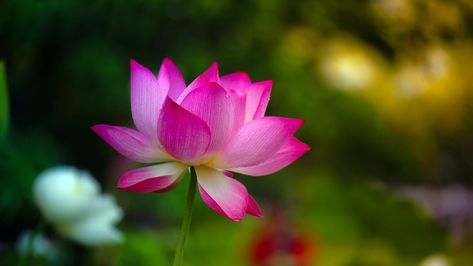 National Flower Of India, Lotus Flower Wallpaper, Pink Lotus Flower, Cool Desktop Backgrounds, Blue Lotus Flower, Flower Wallpapers, Cool Desktop, Blue Lotus, Pink Lotus