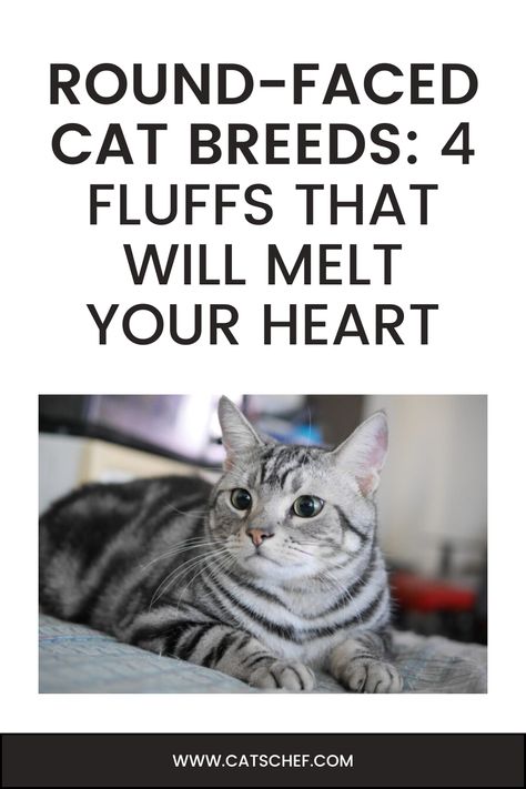 How could anyone resist the adorable chubby feline face that’s just begging to be kissed all over? If you’ve decided to bless your life with a friendly fluff, then it comes as no surprise that you’re looking into round-faced cat breeds. Who wouldn’t want to see that cute face waking them up in the morning?


#catschef #cat #cats #kitten #kittens #catlover #catlovers #catlife #catoftheday #meow #pets #cute #love #animals #animallovers #kitty Squishy Cheeks, Rare Cat Breeds, Tears In Eyes, Dead Hair, Pets Cute, American Shorthair, Cat Breed, Chubby Cheeks, Cuddle Buddy