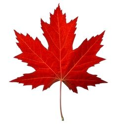 Maple Leaf Drawing, Leaf Wall Mural, Canada Leaf, Leaf Identification, Woodland Whimsy, Autumn Leaves Craft, Red Maple Leaf, Pure White Background, Fall Images