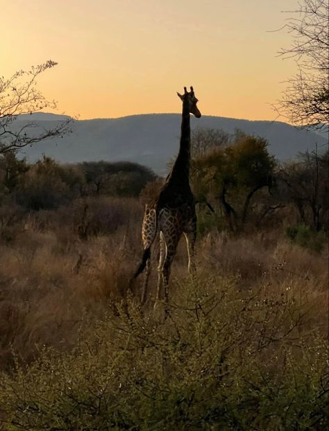 Safari Giraffes Aesthetic, Giraffe Aesthetic, Allergic To Cats, Juuzou Suzuya, Giraffes, Wild Life, Aesthetic Photo, Wildlife Photography, South Park