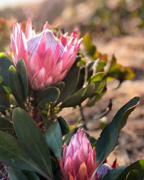 Ancient Flowers, King Protea, Flower Field, Art Drawings Simple, South African, Flower Painting, Cactus, Acrylic Painting, Art Drawings