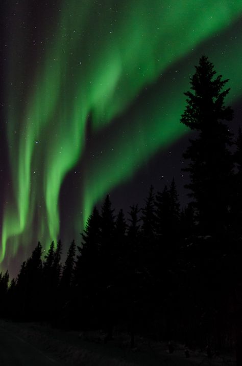 Light scintillation. Tulit'a, Northwest Territories, Canada. Green Aurora Borealis, Green Aurora, Wanderlust Decor, Northern Lights (aurora Borealis), Aurora Borealis Northern Lights, Boreal Forest, Dark Green Aesthetic, Northwest Territories, Midnight Sky