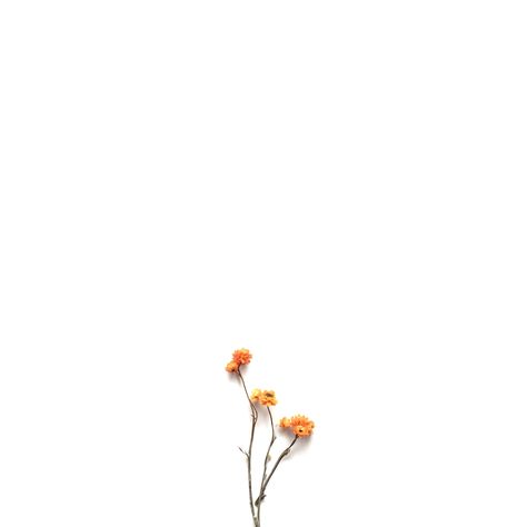 #flower #orange #white #background White Background Aesthetic Quotes, Bg Minimal, Orange White Wallpaper, Aesthetic Flower White Background, White Minimalist Wallpaper Flower, White And Orange Background, Minimal Flower Background, Flowers Orange Aesthetic, Orange White Background