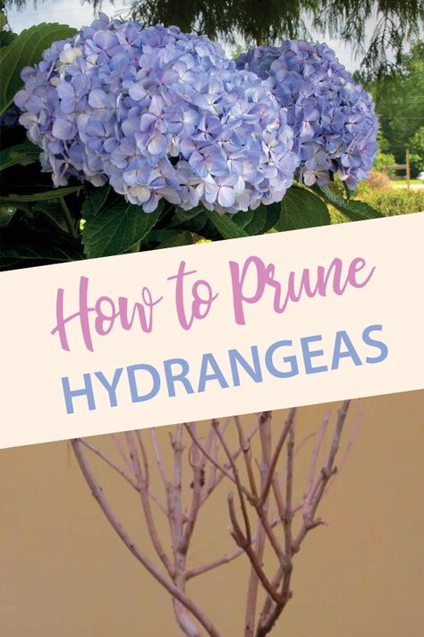 Hydrangea Pruning, Prune Hydrangeas, Pruning Hydrangeas, Hydrangea Landscaping, Simple Landscaping, Southern Living Plants, Landscaping Simple, Hydrangea Care, Growing Hydrangeas