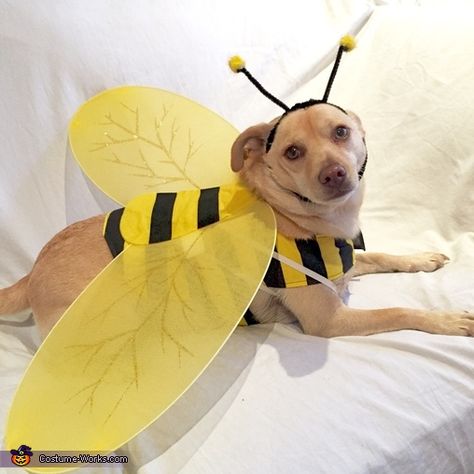 Bee Dog Costume, Dog Bee Costume, Diy Dog Bee Costume, Dog Bumble Bee Costume, Bee Costume Diy, Bumble Bee Costume, 99 Cent Store, Halloween Costumes 2016, Bee Dog