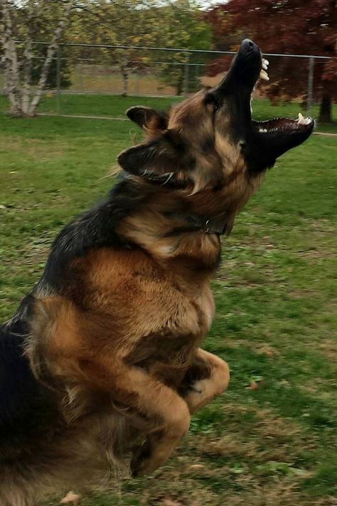 Angry German Shepherd, German Shepherd Barking, Aggressive Dogs, Wolf Poses, German Sheperd Dogs, Angry Animals, German Shepherd Breeds, Shepherd Dog Breeds, Scary Dogs