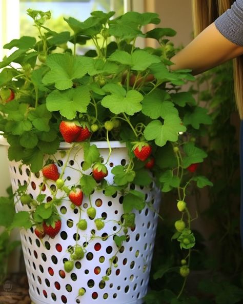 Take a cheap laundry basket and use it wisely to grow strawberries +7 items Laundry Basket Planter Ideas, Laundry Basket Gardening, Strawberries In A Basket, Cheap Laundry Baskets, Patio Tomatoes, Grow Strawberries, Strawberry Basket, Strawberry Planters, Strawberry Flower