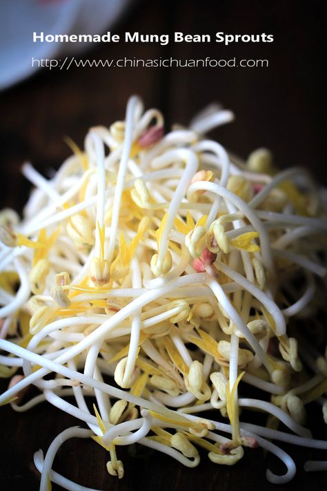 Mung Bean Sprouts (How to Sprout Mung Bean at home and Salad ) | China Sichuan Food Chinese Ingredients, Bean Sprout Salad, Sichuan Food, Growing Sprouts, Homemade Tofu, Micro Greens, Growing Microgreens, Sprouting Seeds, Sprout Recipes