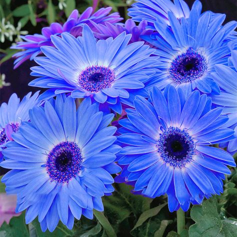 Bellis Flower, Gerbera Daisy Seeds, Gerbera Daisy, Flower Seeds, Bonsai, Blue Flowers, Halo, Seeds, Daisy