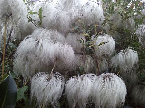 Dr. Seuss "Flowers". These are clematis seed heads found among some varieties of clematis. Truffula Trees, Plant Fungus, Homestead Gardens, Seed Heads, Moon Garden, Black And White Flowers, Unusual Flowers, Unique Trees, Rare Flowers