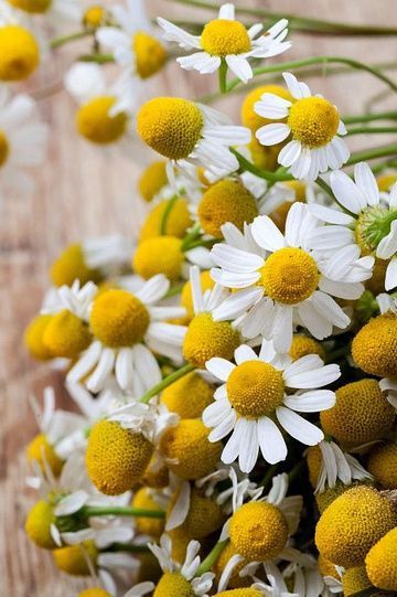 Paleo Pines, Grow Chamomile, Chamomile Recipes, Heirloom Flowers, Chamomile Growing, German Chamomile, Puddle Jumping, Herbal Remedies Recipes, Chamomile Flower