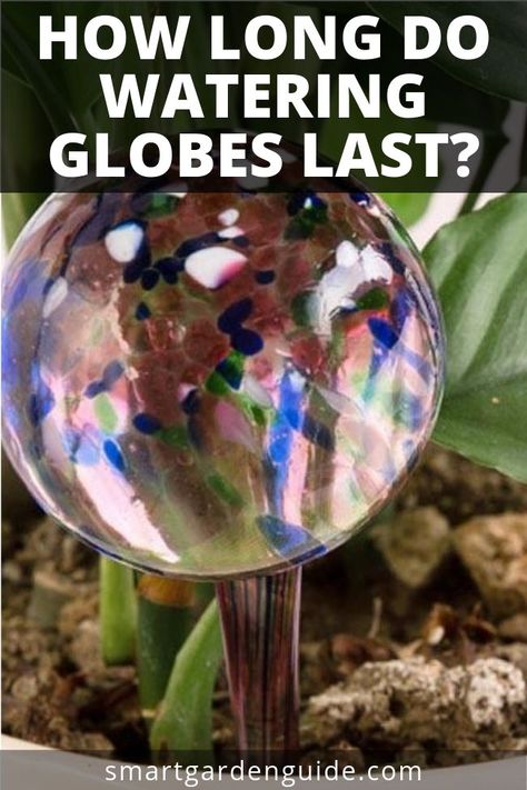 Diy Plant Watering Globes, Watering Plants While On Vacation, Indoor Gardening Supplies, Watering Bulbs, Indoor Plant Display, Aesthetic Plant, Indoor Water Garden, Plant Accessories, Houseplant Care