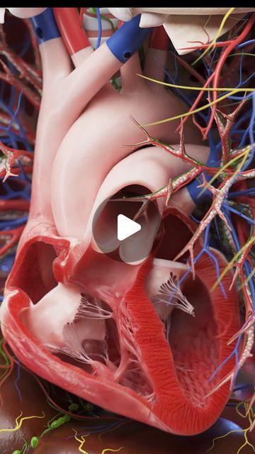 SciePro on Instagram: "Experience the heart like never before 🚀. Dive into our latest animation featuring the anterior section of the heart in motion. Witness each beat, each contraction, and the intricate dance of cardiac muscles up close. Tailored for medical professionals, educators, and enthusiasts, this animation is a must-see. Perfect for deepening your understanding of cardiac function. License now and bring this dynamic heart animation to your projects! Link in bio. #HeartAnimation #CardiacFunction #MedicalEducation #SciePro #vray #autodesk #zbrush #3d #meded #science #anatomy #medical" 3d Medical Animation, Heart Animation, Cardiac Cycle, Science Anatomy, Anatomy Medical, Heart Muscle, Muscle Up, Human Heart, Medical Education