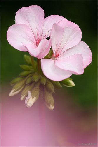 Flores Pinterest Flowers, Geranium Plant, Pink Geranium, Geranium Flower, Red Geraniums, Floral Color, All Flowers, Exotic Flowers, Flower Beauty