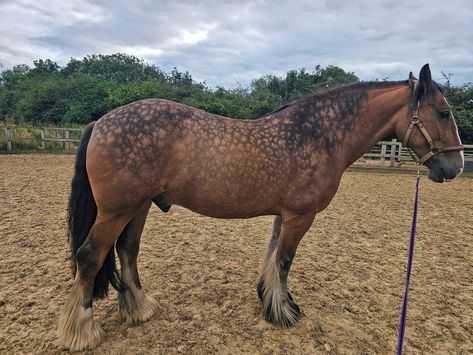 Buckskin Horse, Horse Clipping, Shire Horse, Bay Horse, English Riding, Appaloosa Horses, Draft Horses, Horse Photos, Horse Coloring