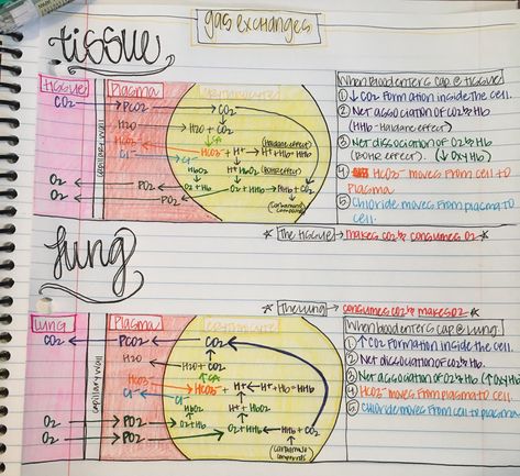 Tissue gas exchange & lung gas exchange (simplified) Respiratory Gas Exchange, Gas Exchange Notes, Gas Exchange Respiratory System, Gas Exchange Nursing, Uni Notes, Nursing Concepts, Nursing Ideas, Gas Exchange, Nurse Practioner