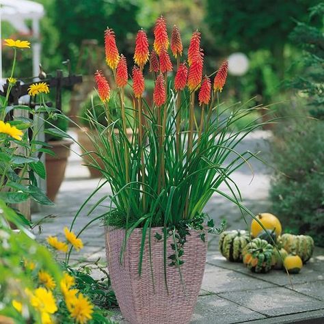 Red Hot Poker Plant Care and Growing Information Red Hot Poker Plant, Red Hot Poker, Van Zyverden, Patio Kits, Rattan Planters, Canna Lily, Full Sun Perennials, Pink Book, Sun Perennials