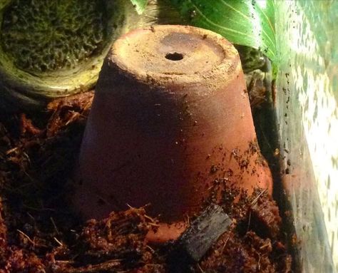 Hermit Crab Cage, Mondo Gecko, Hermit Crab Homes, Hermit Crab Habitat, Chameleon Cage, Climbing Structure, Hermit Crab Tank, Diy Reptile, Tropical Terrariums