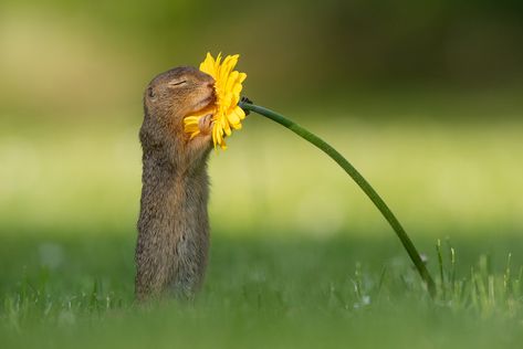 https://flic.kr/p/2i6PR6J | The beauty of scent | Ground squirrel stops to smell a yellow flower Smelling Flowers, Ground Squirrel, Surviving In The Wild, Colossal Art, Special Flowers, Captured Moments, Landscape Photographers, Banksy, National Geographic