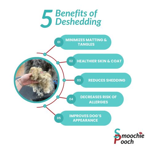 5 Benefits of Deshedding ✂️🪮  From making your pet's coat shine to reducing shedding, it is essential to add deshedding to your pet's routine. Add the Deshed service to your cat or dog's next grooming appointment. Book your next visit here>>https://smoochie-pooch.com/schedule-request/ Pet Grooming Shop, Weekend Getaway Outfits, Pet Grooming Business, Grooming Business, Dog House Bed, Dog Salon, Grooming Shop, Look Put Together, Grooming Salon