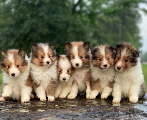 Caprock Shetland Sheepdogs - Shetland Sheepdog Puppies For Sale - Born on 03/27/2023 Sheltie Puppies For Sale, Sheltie Puppies, Sheltie Puppy, Shetland Sheepdog Puppies, Sheltie Dogs, Shetland Sheepdog, American Kennel Club, Sweet Dogs, Dog Breed