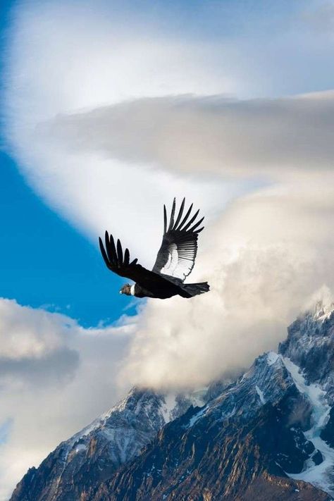 Vultur gryphus, Andean Condor. Huge, wide-ranging vulture of the Andes, but also ranges into lowlands in southern Chile and Tierra del Fuego. Locally fairly common in Chile and adjacent Argentina, less numerous northward. Mainly seen as singles or pairs, sailing high over ridges, but tens can gather at roosts and to scavenge at carcasses. Sexual maturity and breeding behavior do not appear in them until they are five or six years of age. It may live to 50 years or more, and it mates for life. Andean Condor, Chile Travel, National Animal, Curious Cat, Animal Planet, Cat Memes, 50 Years, South America, For Life