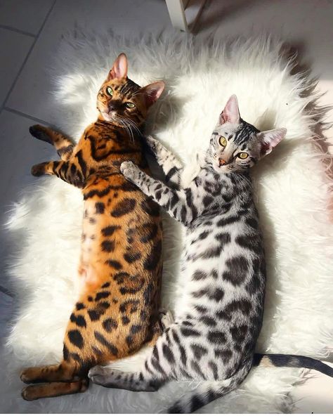 Milow and Murky Gato Bengali, Bengal Kittens For Sale, Kitty Tattoos, Cutest Animals On Earth, Bengal Kitten, Bengal Cats, Image Chat, Two Cats, Bengal Cat