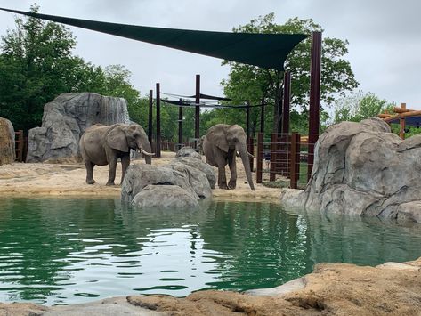 Elephant Exhibit, Zoo Enclosures, Animals Shelter, New York Zoo, Elephant Habitat, Zoo Aquarium, Zoo Project, City Zoo, Aquarium Design