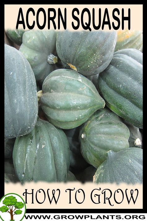 Acorn Squash Seeds, Growing Tomatoes Indoors, Growing Squash, Growing Seedlings, Squash Plant, Plant Tips, Squash Seeds, Easy Plants To Grow, Buy Seeds