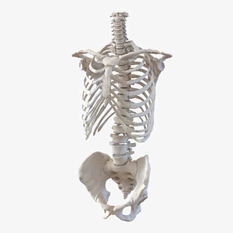 Male Torso Skeleton 3D Model #AD ,#Torso#Male#Model#Skeleton Torso Skeleton, Human Hand Bones, Male Skeleton, Female Skeleton, Skeleton Anatomy, Skeleton Model, Female Torso, Human Bones, Male Torso