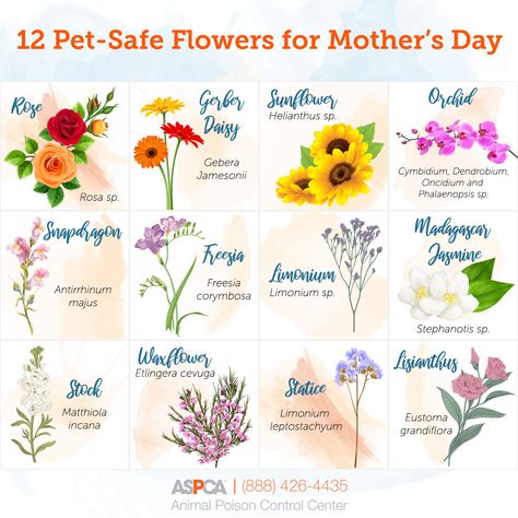 Giving Flowers, Mother's Day Bouquet, Aromatic Plant, Mothers Day Flowers, Beautiful Bouquet Of Flowers, Big Flowers, Pet Safe, Arte Floral, All Flowers