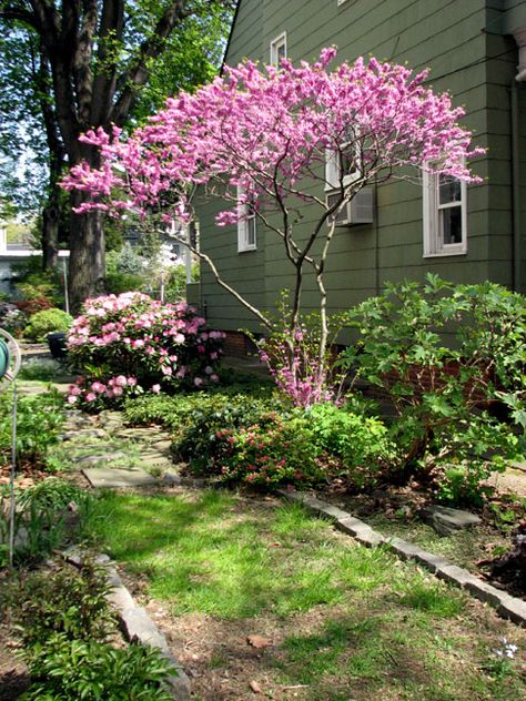 Eastern Redbud Peony Bushes, Eastern Redbud Tree, Redbud Trees, Front Landscape, Garden Wildlife, Peony Bush, Eastern Redbud, Redbud Tree, Tree Peony