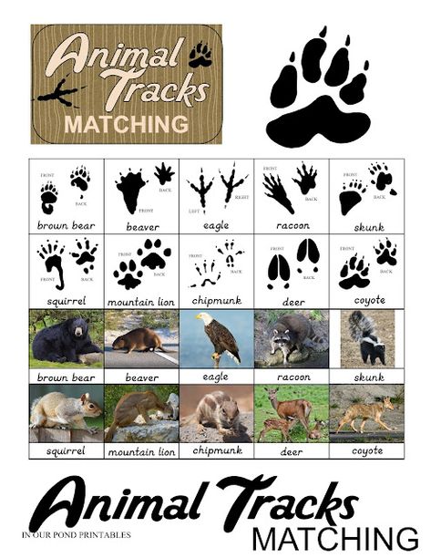 Animal Games For Kids, Camping Games For Kids, Camping Animals, Coyote Animal, Homeschool Montessori, Animal Footprints, Camping Summer, Free Printable Crafts, Free Printable Games