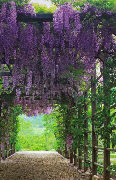 Wisteria Support, Jasmine Arbor, Bg House, Wisteria Trellis, Wisteria Arbor, Sanctuary Garden, Pergola Screens, Wisteria Pergola, Garden Renovation