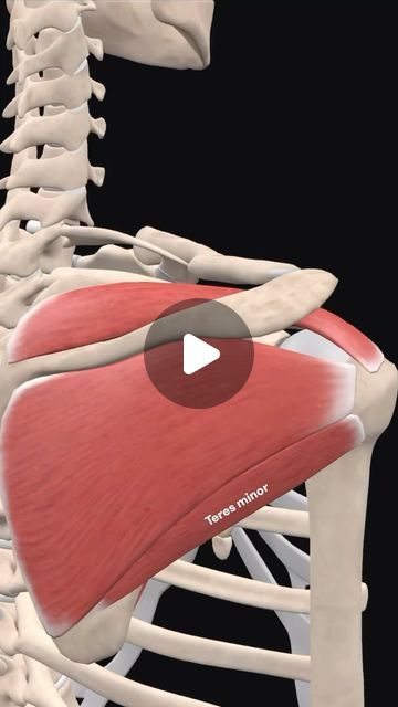 Bradley Blair Osteopath on Instagram: "In the human body, the rotator cuff is a functional anatomical unit located in the upper extremity.

Its function is related to the glenohumeral joint, where the muscles of the cuff function both as the executors of the movements of the joint and the stabilisation of the joint as well.

Injuries of the rotator cuff interfere with the function of the glenohumeral joint and correspond with inability to perform the movements associated with this joint. 

The rotator cuff muscles are a favourite exam topic! Imprint them into your brain easily using the following mnemonic.

Rotator cuff SITS on the shoulder

Supraspinatus
Infraspinatus
Teres minor
Subscapularis

The main function of the rotator cuff is to stabilise and center the humeral head in the joint Rotator Cuff Muscles Anatomy, Clavipectoral Fascia, Teres Major Muscle, Rotator Cuff Rehab, Infraspinatus Muscle, Rotator Cuff Muscles, Rotator Cuff Surgery, Rotator Cuff Exercises, Shoulder Rehab